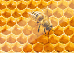 H̸x̸n̸e̸y̸ S̸q̸u̸a̸d̸