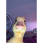 Hola soy Lara xd