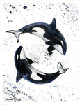 Studio Orca