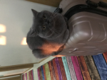 Poncik is my cat