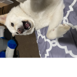 Samoyeds team