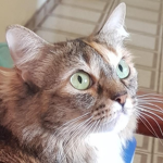 Mel Cat Gamers