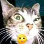 GATO-GANG