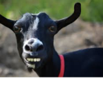 Goat-Group