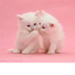 The Κittens! >'ω'< Official