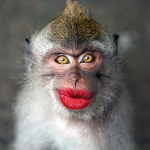The emo monkeys