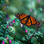 #Butterfly squad forever!