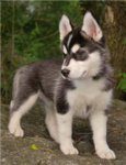 The HUSKY LOVERS