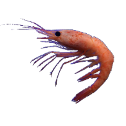 shrimp icon Roblox decal