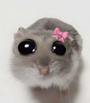 Kitty.82929