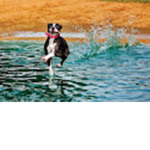it is pro dog