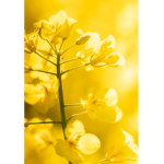 Yellow of joyfulness
