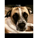Dogs Unites Group