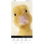 Duck_Family!!