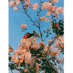 *-BerryCloudsClothing-*
