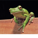 Frog stuff