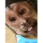 Hiimonkeys