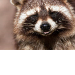 raccoon talk show