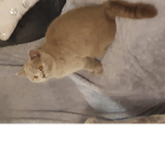 Le groupe des chatons mimi