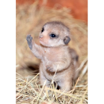 THE MEERKATS GROUP