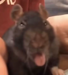 THE WOLF RATS UNITE