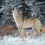 Alpha wolfz