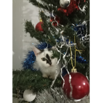les ptits chatons