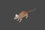 Solarimus
