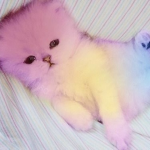 sleepypiIlows