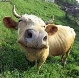 MOO LAND