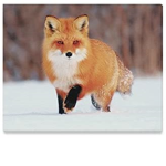 Fox chill clan