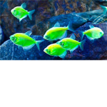 The neon fish cafe