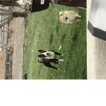 Memorial for simba and smoky