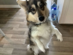 Hazel is my dog