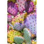Cacti and Daisy's