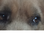 Scooby my old dog :)