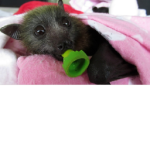 the ultimate bat lovers