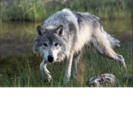 ###### of wolfs