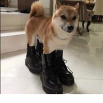 Dog Drip Crew