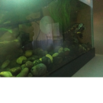 Laneys Turtle