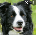 Bordercollie is giving out Robux to all as a gift