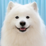 Official Doggo Market