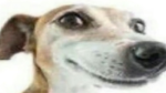 Gogl