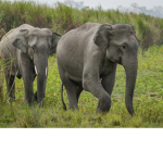 The elephant leaders.