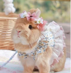Viv’s bunnies