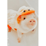 Pigs,Pork,Bacon, and fun!!!!!