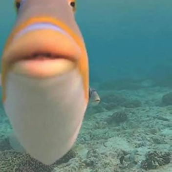 Fishǔngħ