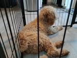 Mimidog