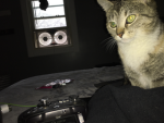 Catz And Kittenzz