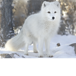 Arctic fox!